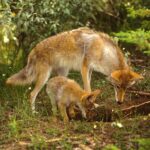 yellow coyote mom and pup drinking in forest from pond