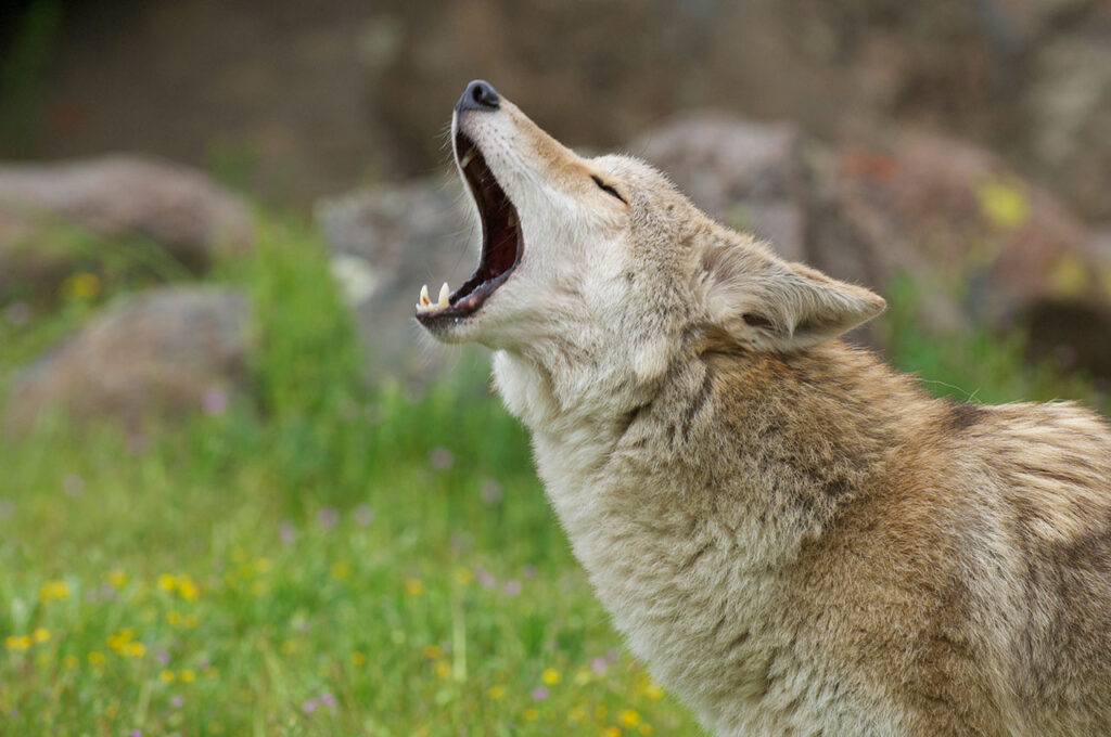 closeup of gray coyote howling in green field with gray rocks
