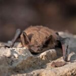 little brown bat resting on rocky brown terrain