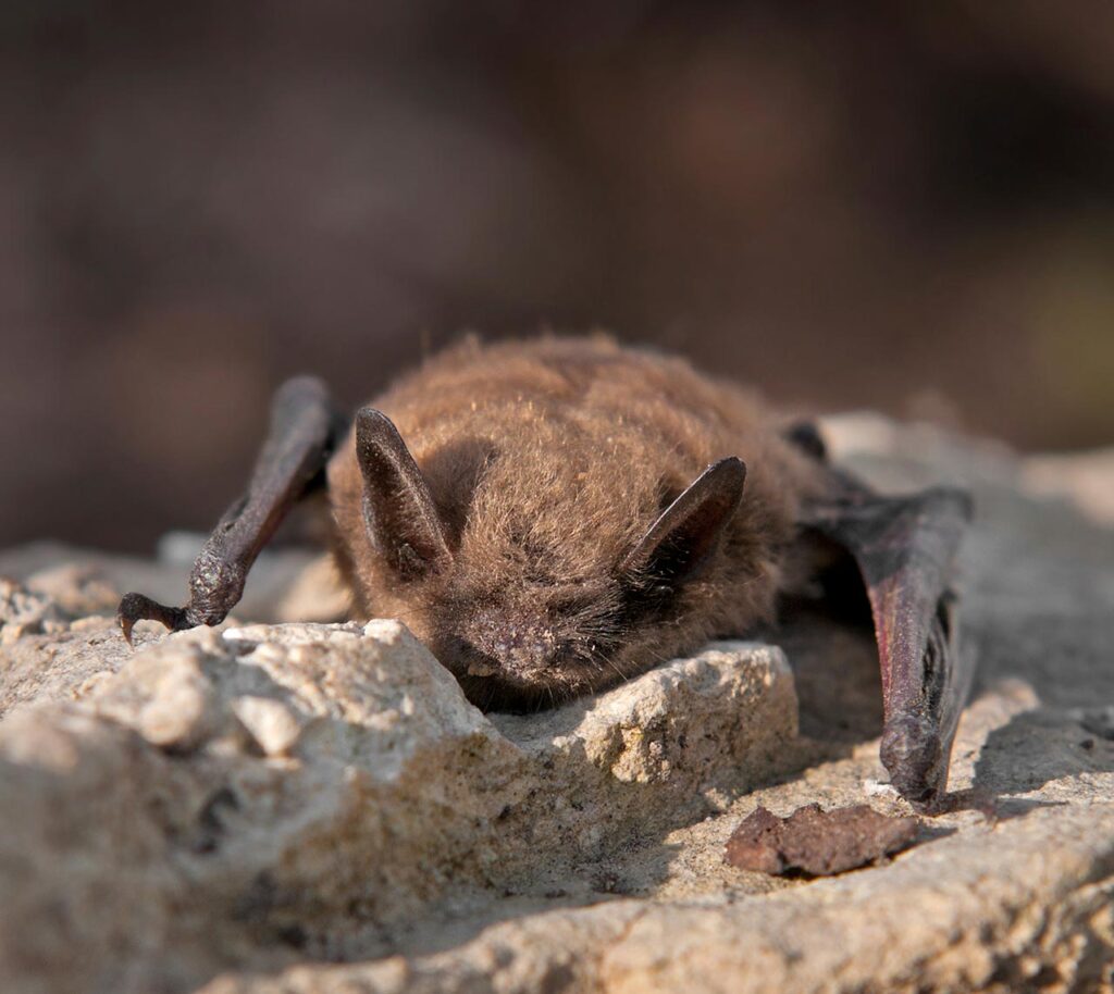 brown bat crawling on brown, rocky terrain