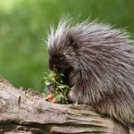brown porcupine on wooden log eating green plant with red berries
