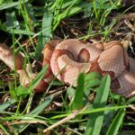 brown copperhead in green grass