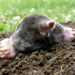 brown mole with hairless pink feet peeping out of dirt hole