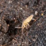 closeup of a whiteish-tan springtail on a dark gray-colored rock