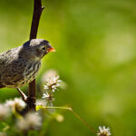 gray finch perched in brown tree branch with white buds, green blurred background