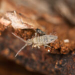 closeup of a gray springtail on a brown piece of wood