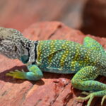 green lizard on red rock