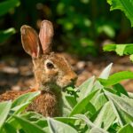 brown rabbit eating green leaves