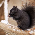 black squirrel eating nut on brown snow-covered log