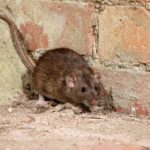 brown Norway rat in corner of a brick home