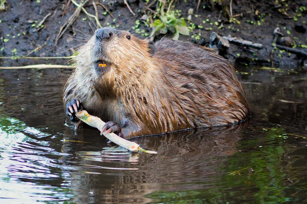 Beaver Eating Tree