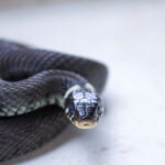 black snake against white background