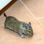 house mouse running on the floor