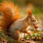 red squirrel foraging for hazelnuts