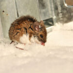 brown white-footed mouse sitting in snow