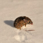 white-footed mouse walking through snow