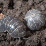 two dark brown sowbugs in dark brown soil
