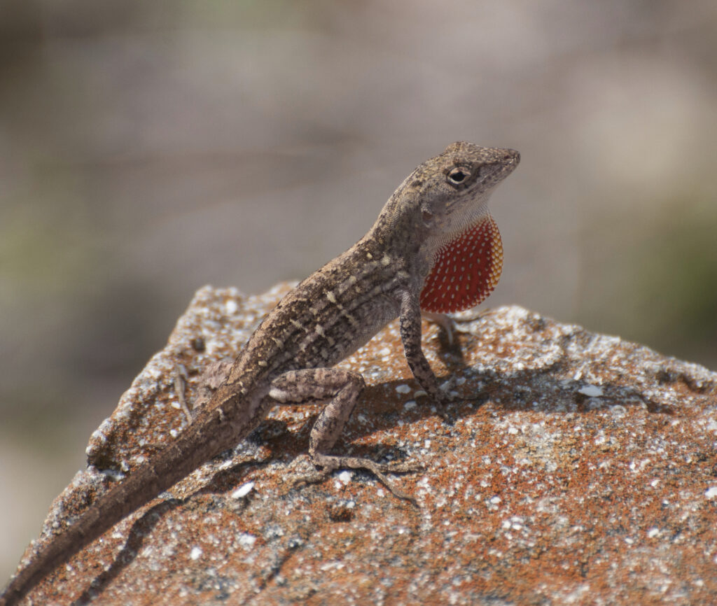 brown lizard on brown rock