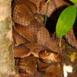 copperhead snake behind tree with green leaves