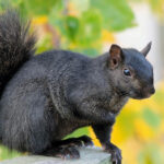 black squirrel on gray fence