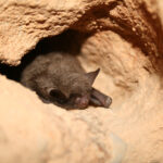 single black Indiana bat in the tan tunnel of a cave