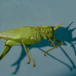 Dead Grasshopper