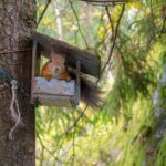 red squirrel in birdhouse attached to brown tree trunk