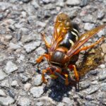 Cicada Killer Wasp on pavement
