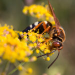 Cicada Killer Wasp on flower