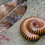 brown millipede curled on a gray rock