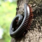 dark brown millipede curled on brown tree bark