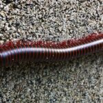 brown millipede on gray cement