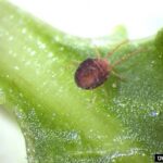 closeup of a brownish-red clover mite on a green stem