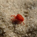 closeup of a red clover mite on sand