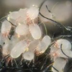 closeup of a milky-white house dust mite cluster
