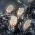 closeup of milky-white house dust mites on dark carpet fibers