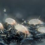 five milky-white house dust mites on dark carpet fiber