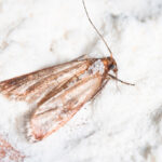 closeup of tan and white Mediterranean flour moth on gray and white counter top