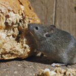 gray mouse eating loaf of tan bread
