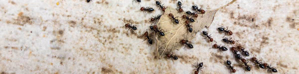 Ants on pavement