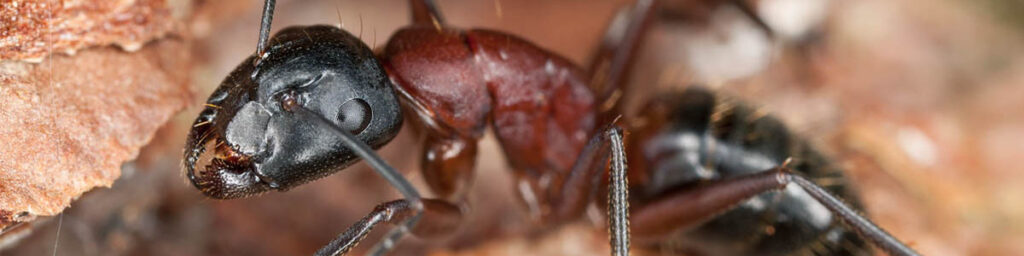 Carpenter Ant close up