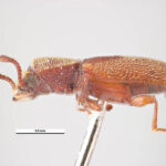 reddish-brown powderpost beetle held by a silver pair of tweezers