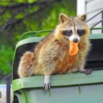brown raccoon in green garbage can holding orange in its mouth