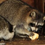 two gray raccoons eating an apple in attic