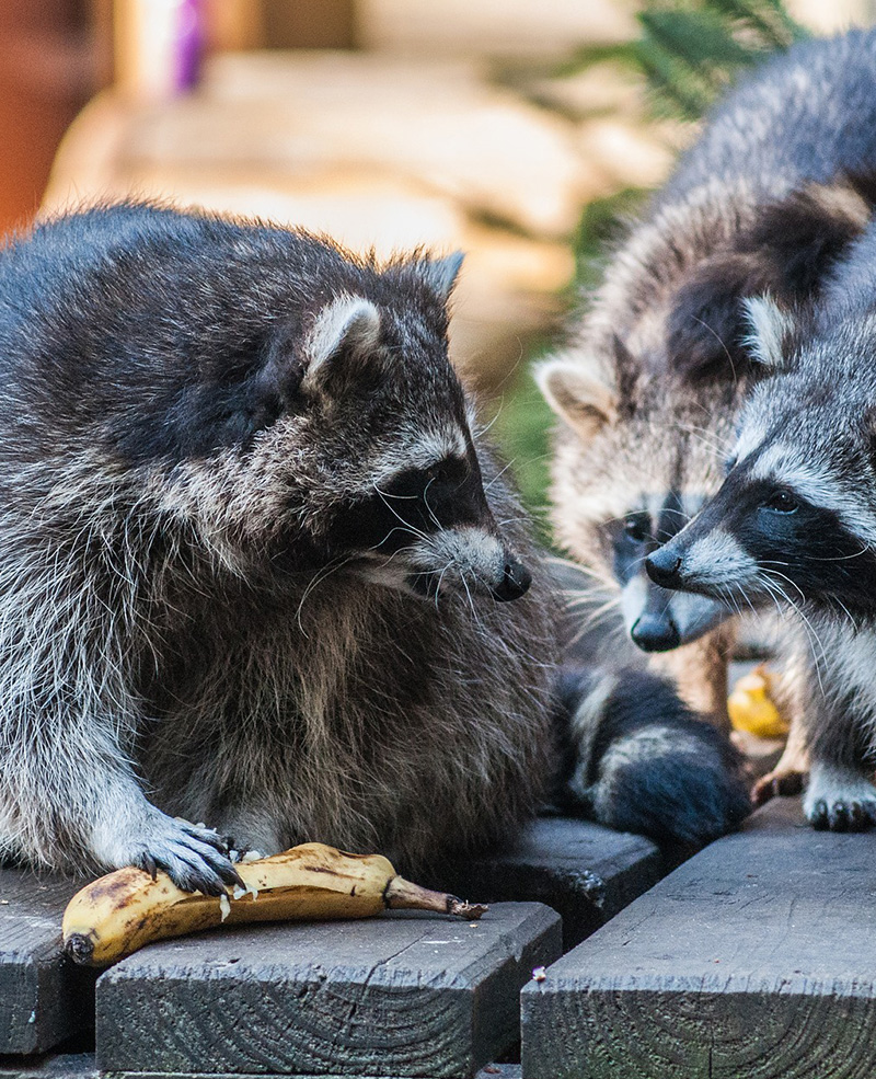 Raccoon Removal and Control in Northern Virginia