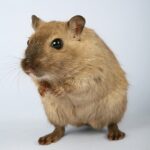 light brown rat, white background
