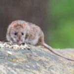 rat eating crumbs on gray rock