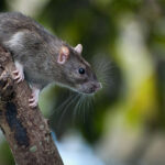 gray roof rat on tree branch