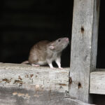 gray roof rat on brown wooden fence