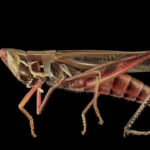Grasshopper sideview